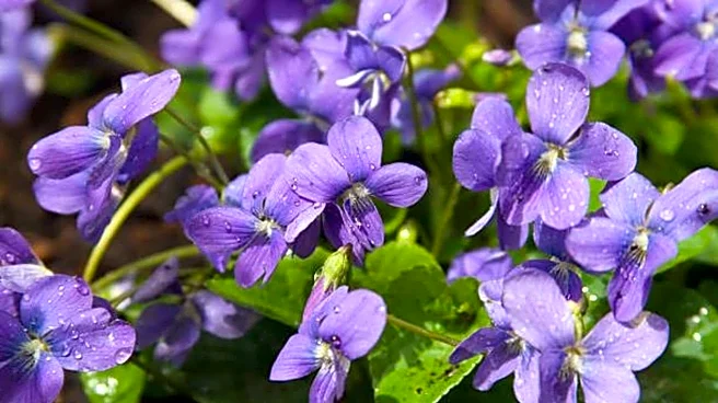 How to grow and care for viola flowers