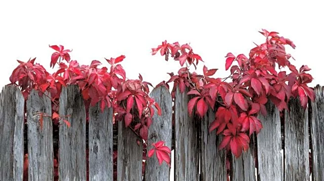 5 climbing supports for indoor vining plants