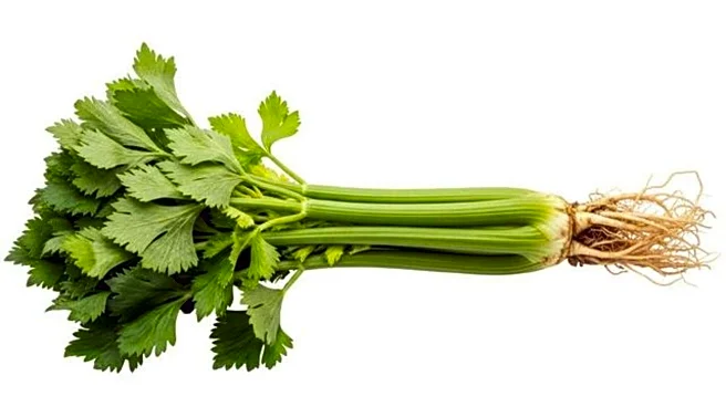 5 uses of wild celery