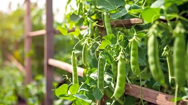 Snap peas gardening 101: Tips and tricks