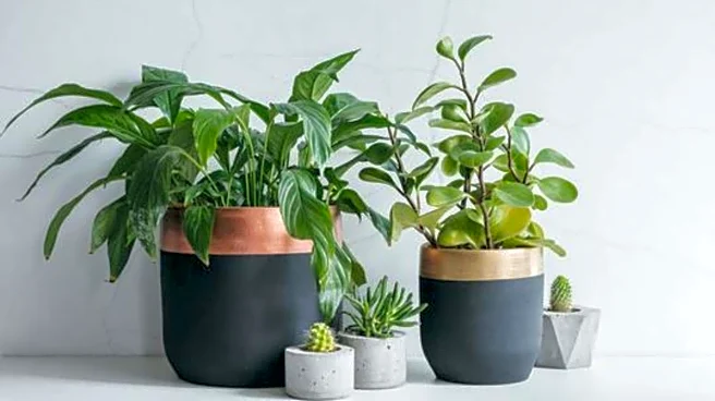 5 organic mulches for container plants