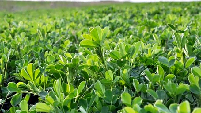 Why you should start eating alfalfa