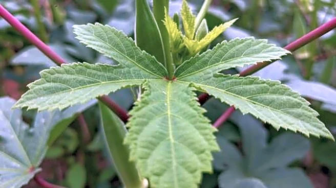 Bush okra: A lesser-known vegetable with big benefits