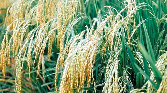 5 crops that thrive in humid conditions