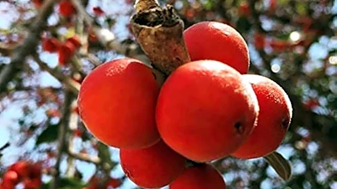 Unexpected health benefits of banyan tree fruit