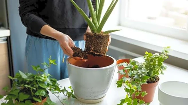 5 signs your plant needs repotting