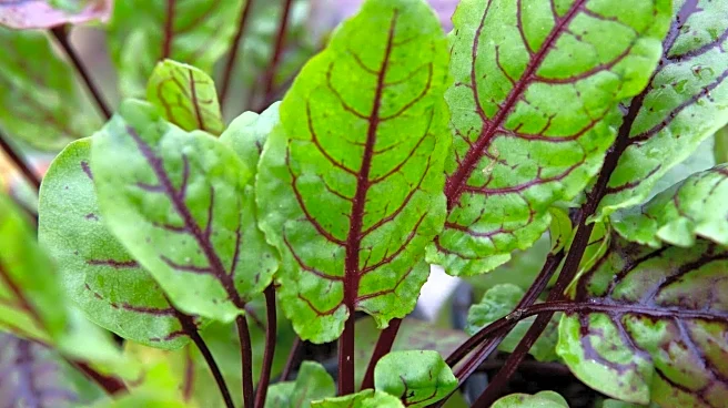 5 amazing health benefits of sorrel leaves