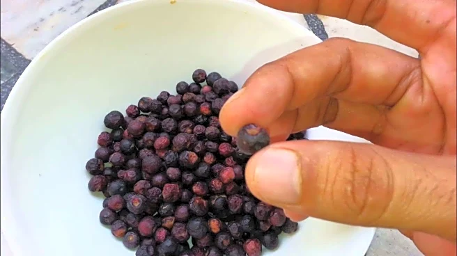 Phalsa: This tiny berry is a superfood, here's why