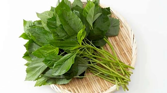 Try these healthy soups using jute mallow