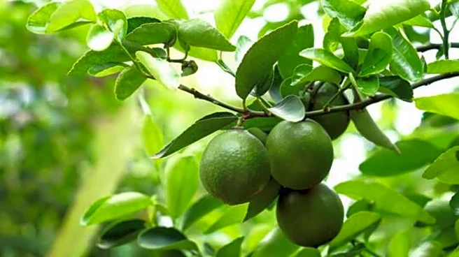 5 traditional uses of wild lime