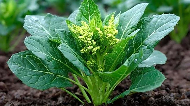 Indoor gardening 101: How to grow bathua