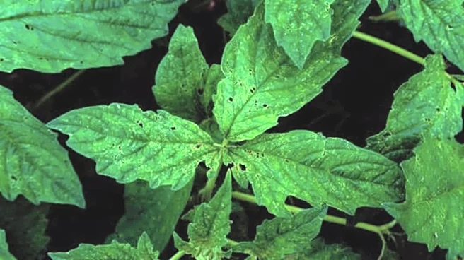 Exploring the health benefits of sesame leaves