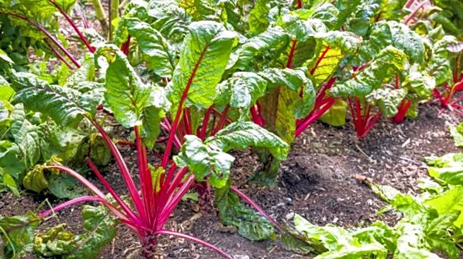 Gardening 101: How to grow ruby Swiss chard