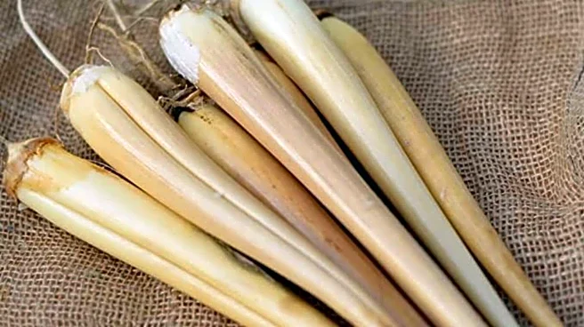 Palmyra sprouts: 5 recipes you'll love