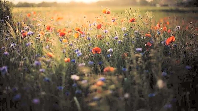 You must visit these wildflower meadows in Finland