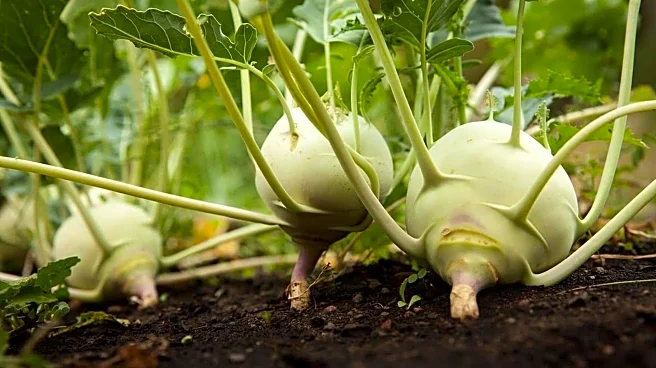 Jicama v/s kohlrabi: Which veggie has more vitamin C?
