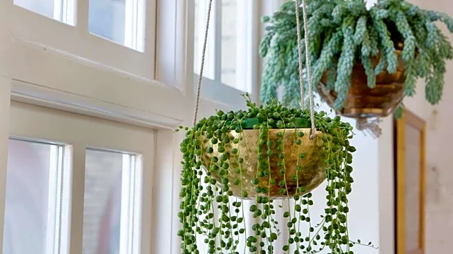 Repotting trailing houseplants: Tips and must-knows