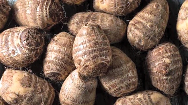 How to grow taro root in balcony