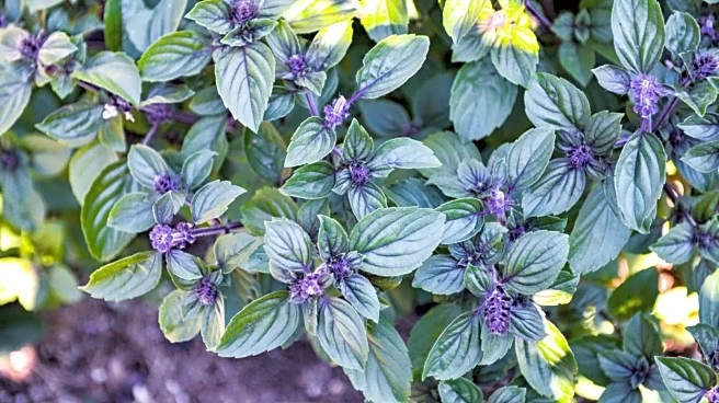 Why you should know about blue basil