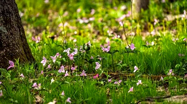You must explore these coastal wildflower trails in Sweden