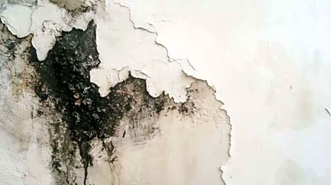 Household mold and health: What you should know