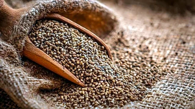 How to grow ajwain at home