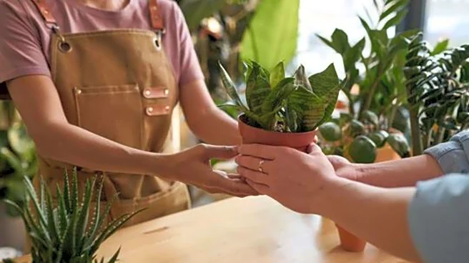 Buying a houseplant? Do these health checks first