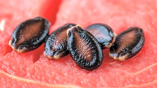 Melon seed oil: Nutrition, culinary uses, and more
