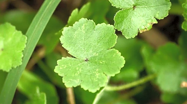 Why tiger herb must be in your sincare regimen