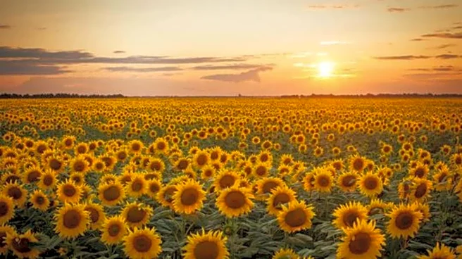 For photography enthusiasts: Sunflower trail villages in Austria