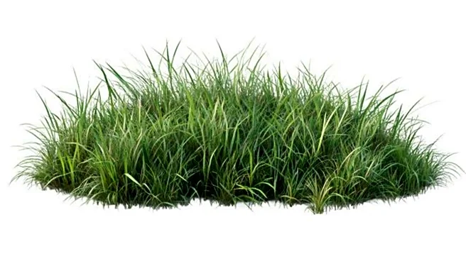 Why you should know about teff grass shoots