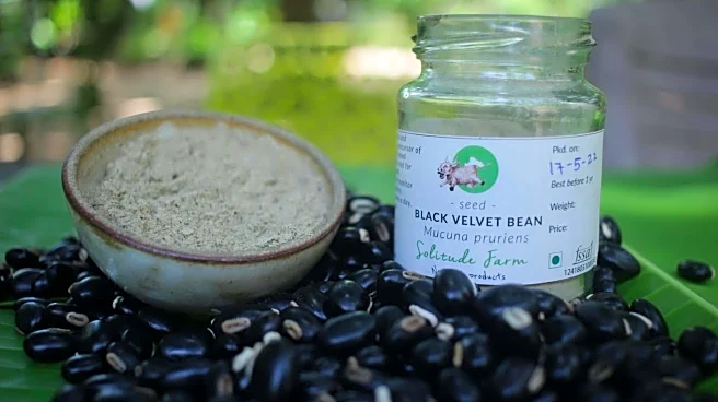 Velvet bean: The superfood you need to know about