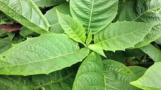 5 beauty hacks using bitter leaf