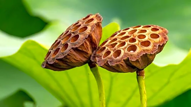 What is seed pod carving?
