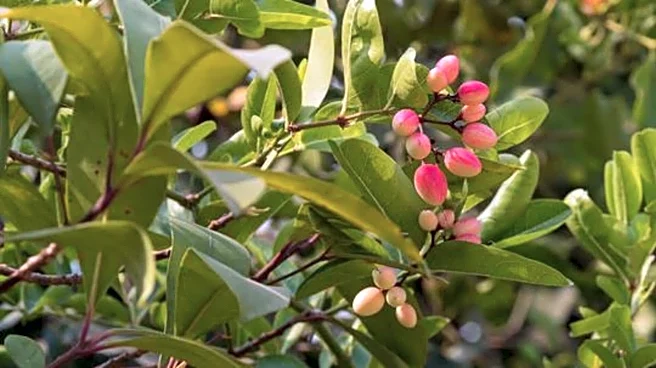 Waterberry: A lesser-known superfood