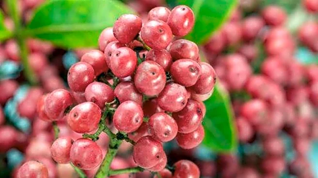 Pink peppercorns: The mood-boosting superfood
