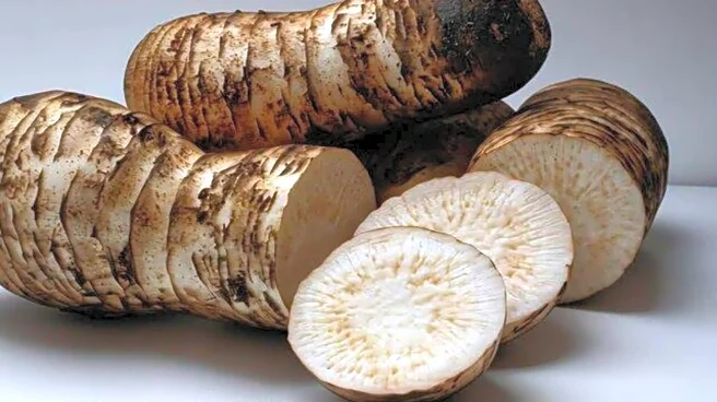 How to grow elephant foot yam indoors