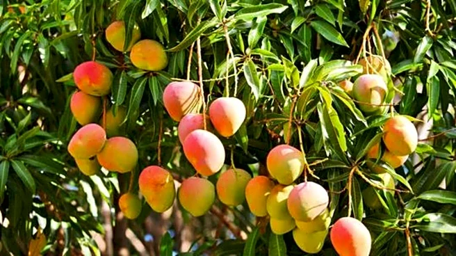 Why you should add bush mango to your diet
