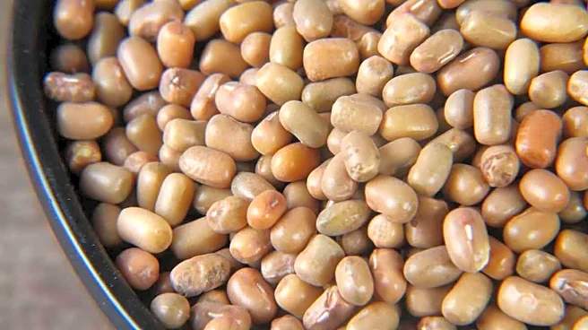 Moth beans: An underrated superfood you need to know about