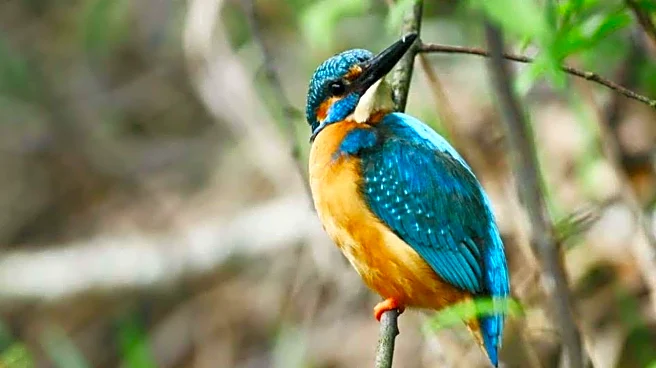 For wildlife tracking in Estonia, note these spots