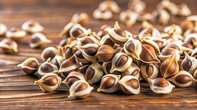 5 uses of drumstick seeds