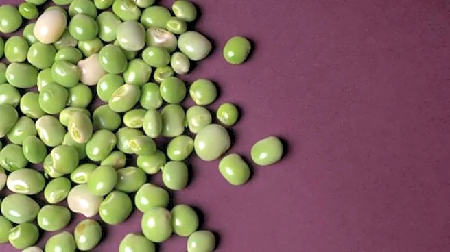 Why you should start eating pigeon peas