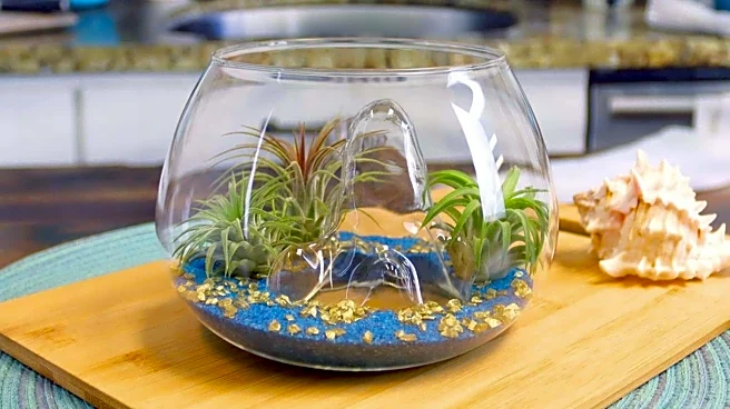 5 terrarium styles to elevate your home decor