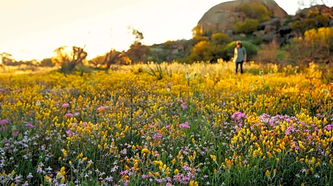 To see those pretty wildflowers, trek through Australia's western outback