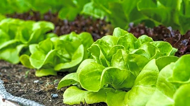 Indoor gardening 101: How to grow lettuce