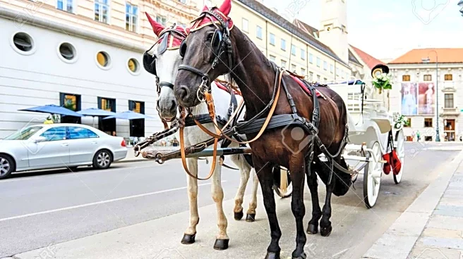 Carriage traditions in Austrian weddings are awesome