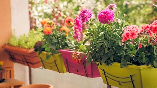 How to water balcony container plants
