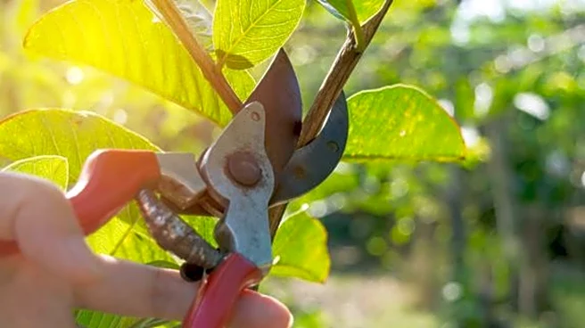 Pruning indoor plants: Essential dos and don'ts