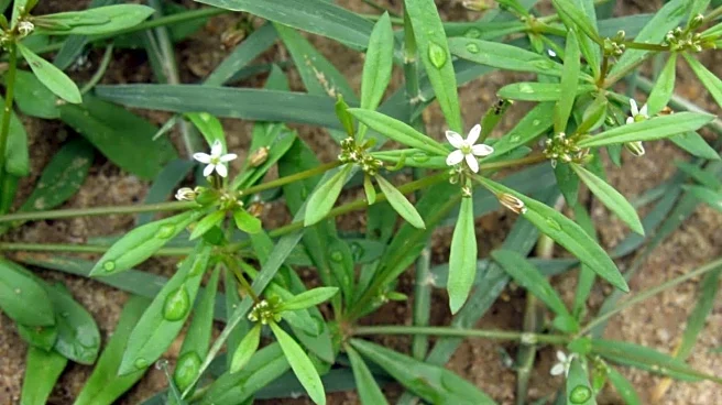 Why African carpetweed is a chef's favorite