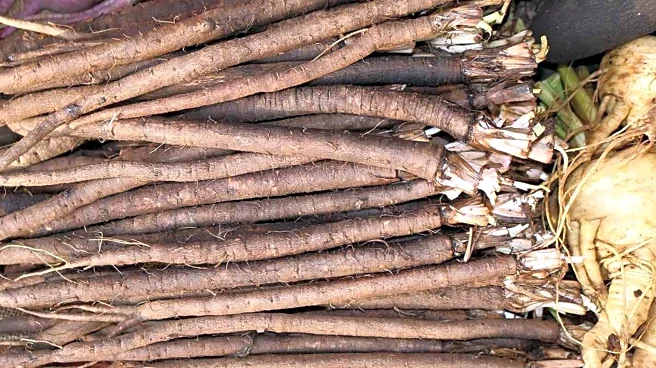 Celery root v/s salsify: Which is ideal for you?